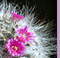 photo "Cactus in color"