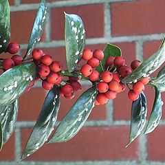 photo "Red Barries."