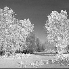 photo "Birches"