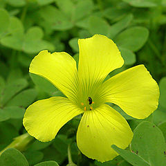 photo "Yellow&Green2"