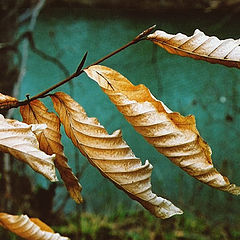 photo "Farewell to summer"