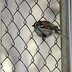 photo "Two sparrows or when the winter will end?"