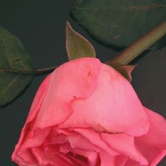photo "Pink rose"