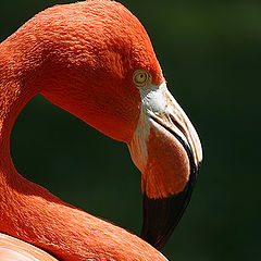 photo "Flamingo"