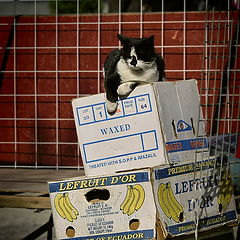 photo "Cat - Lot 30, Size 64"