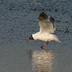 photo "Sea Gull 3"