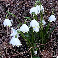 фото "The first spring flower"
