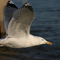 photo "Sea Gull 4"