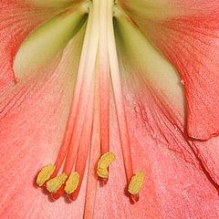 photo "A bees eye view"