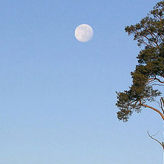 фото "сосна, луна и свежий воздух..."