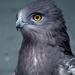 photo "Portrait of a Proud Bird"