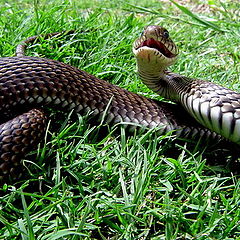 фото "Snaker atack"