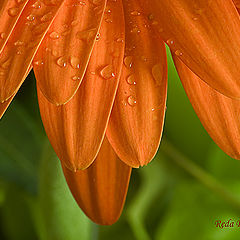 фото "Gerbera"