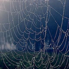 photo "Web"