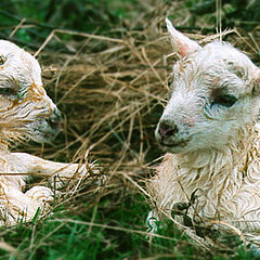 фото "Двойняшки / Twins"