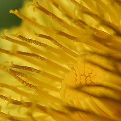 photo "Pollen"