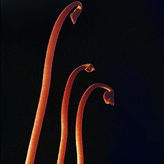 photo "#3"
