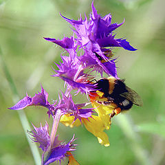 photo "And a fluffy bumblebee..."