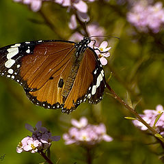 photo "Butterfly"