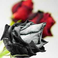 фото "faded rose"
