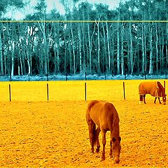 photo "ORANGE FIELD& GREEN GRASS"