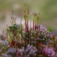 photo "Heralds of spring."