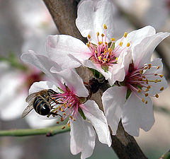 photo "Flowering"