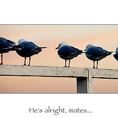 фото "He`s alright, mates!"