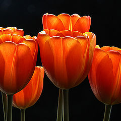 фото "tulips"