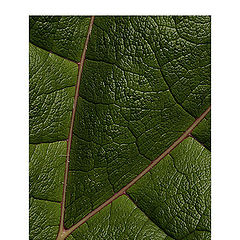 photo "Leaf"