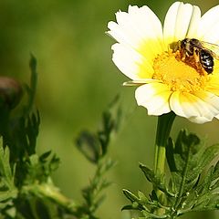 photo "The life miracle II"