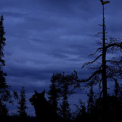 photo "Wolves leave in heavens..."