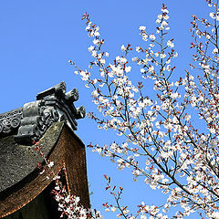 photo "Easter in Kyoto"