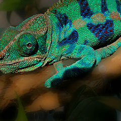 photo "Chameleon"