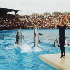 фото "dolphins"