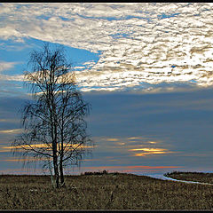 photo "Lonesome"