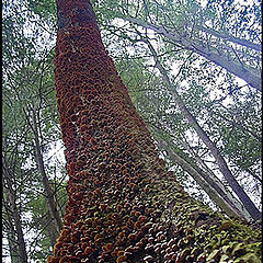 фото "The Mushroom Tree"