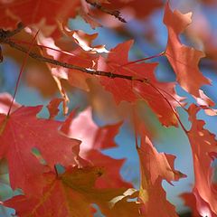 photo "A Rustling"
