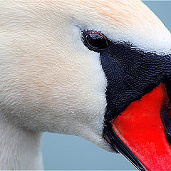 photo "Very serious bird"