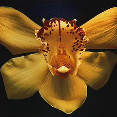 фото "Portrait of an orchid"