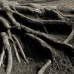 photo "Roots #3"