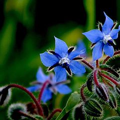 фото "Blue flowers"