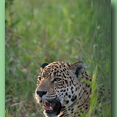 фото "Jaguar in Guyana"