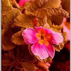 photo "Flowering has passed..."