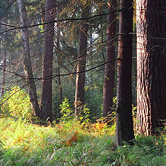 photo "Early morning in the forest"