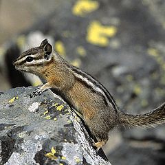 photo "Squirrel"