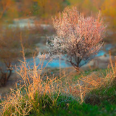 photo "Awakening"