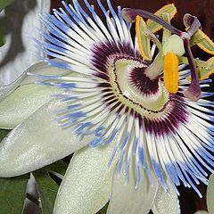 photo "Pasiflora"