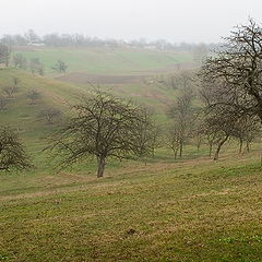 photo "Old garden"