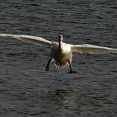 photo "Swan 4"